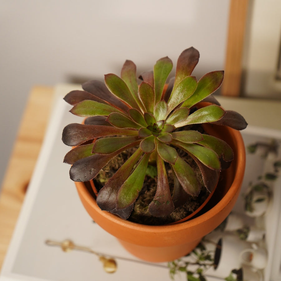 Aeonium Zwartkop  1