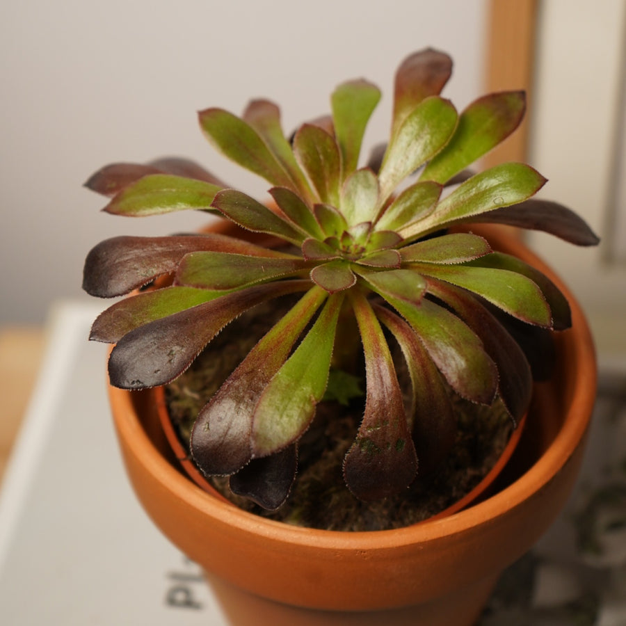 Aeonium Zwartkop  2