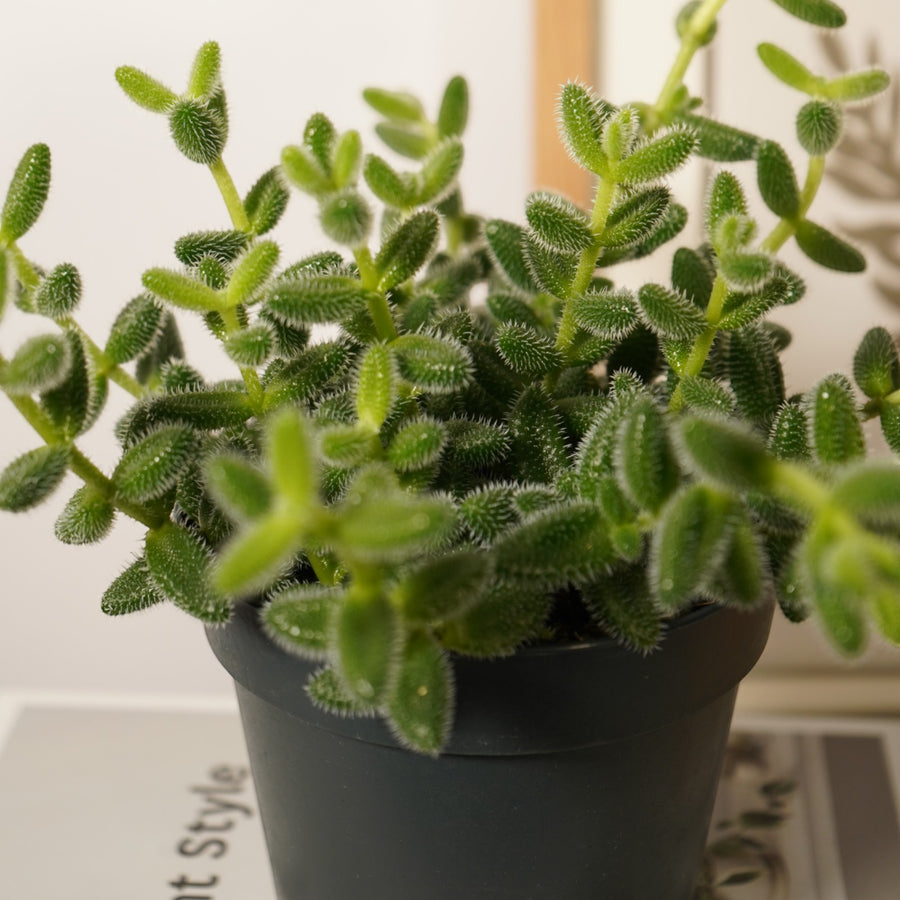 Delosperma Echinatum Pickle Plant  1