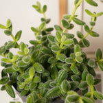 Delosperma Echinatum Pickle Plant  2