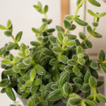 Delosperma Ecchinatum Pickle Plant  2