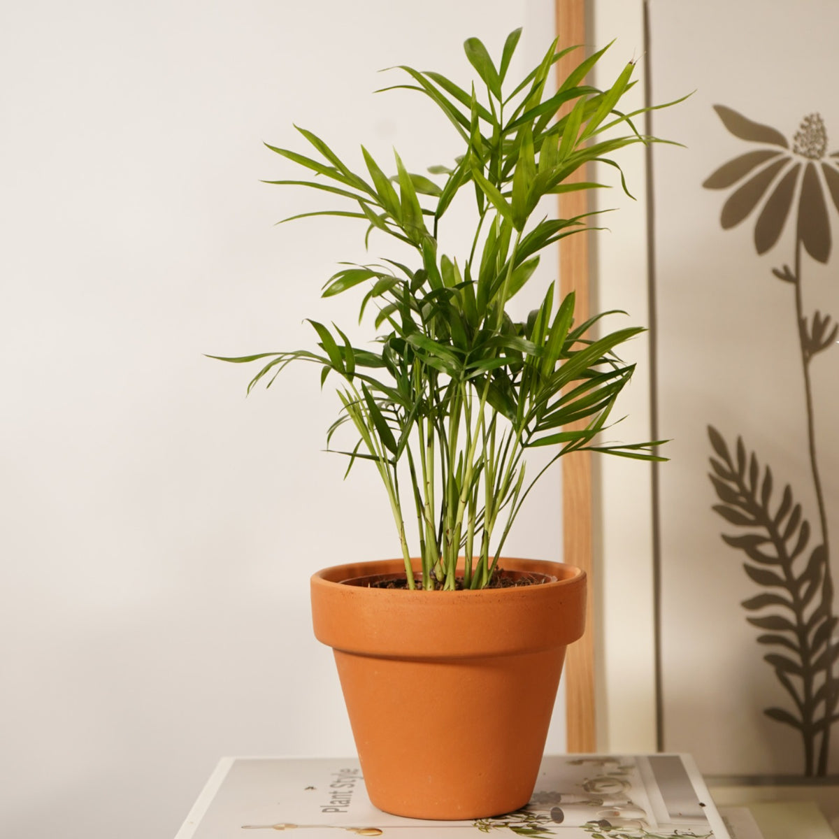 Chamaedorea elegans 'Parlour Palm'  1