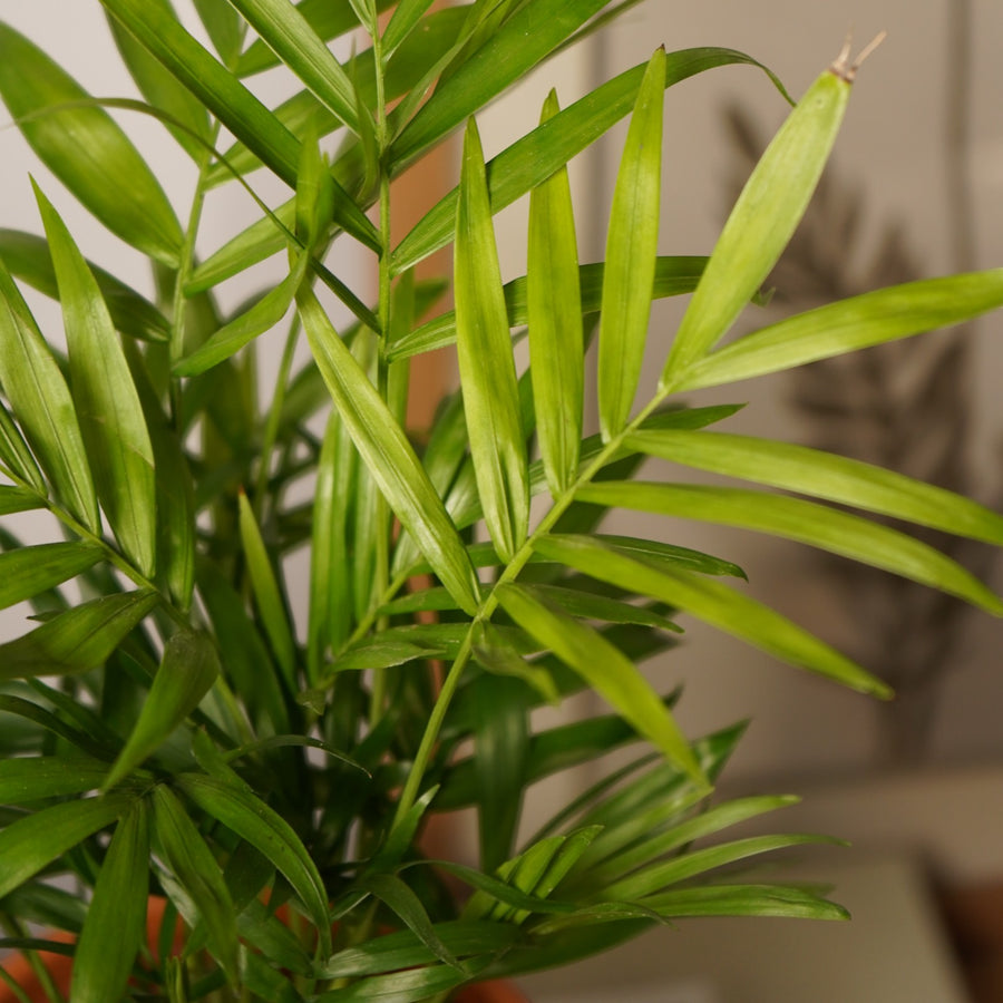 parlor palm uk Chamaedorea Elegans Parlour Palm