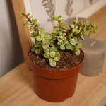 Variegated Jade Plant  1