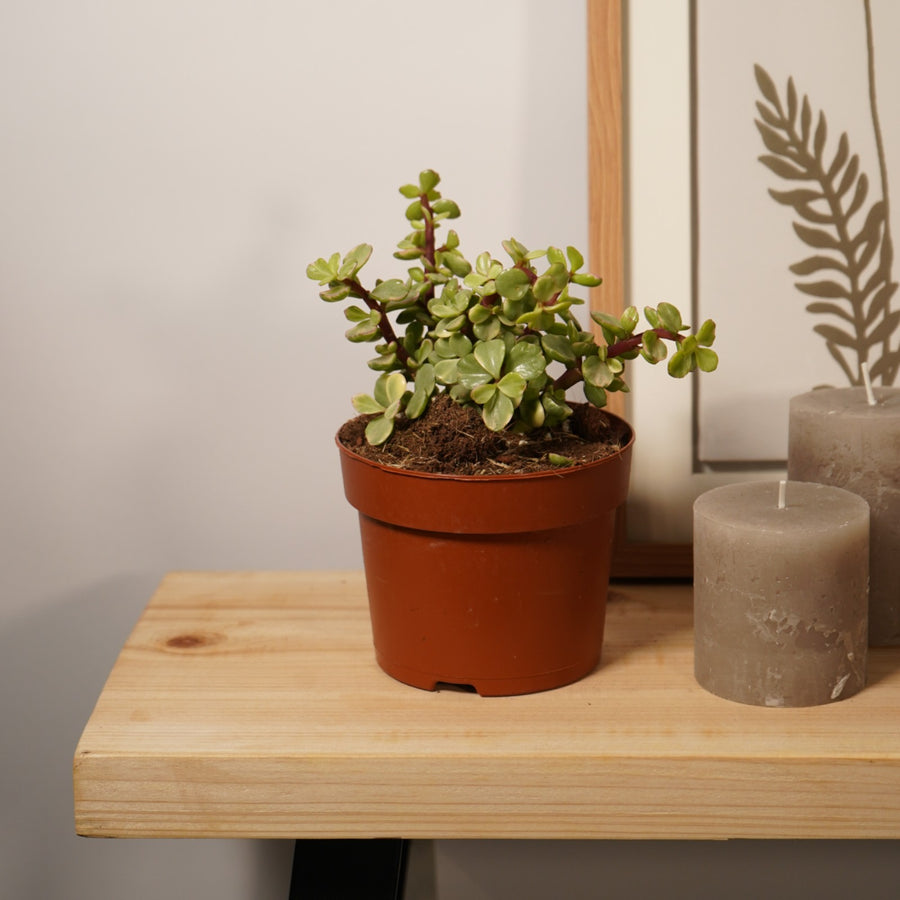 Variegated Jade Plant  2