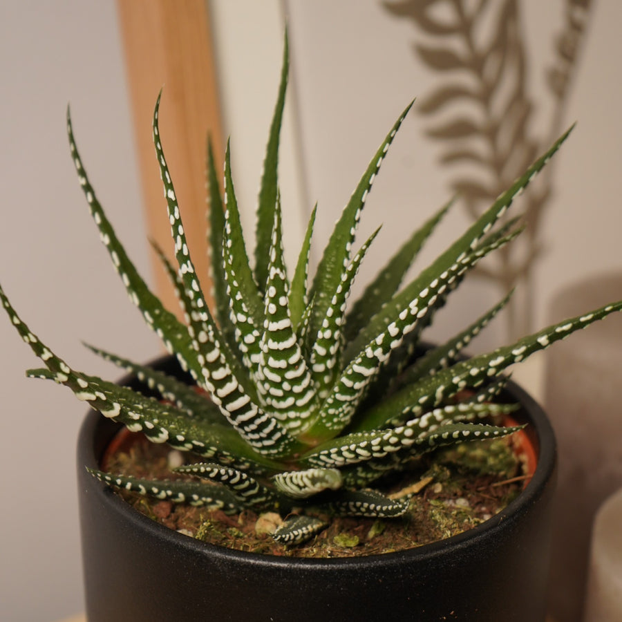 Haworthia Fasciata Big Band in 11cm Pot  1
