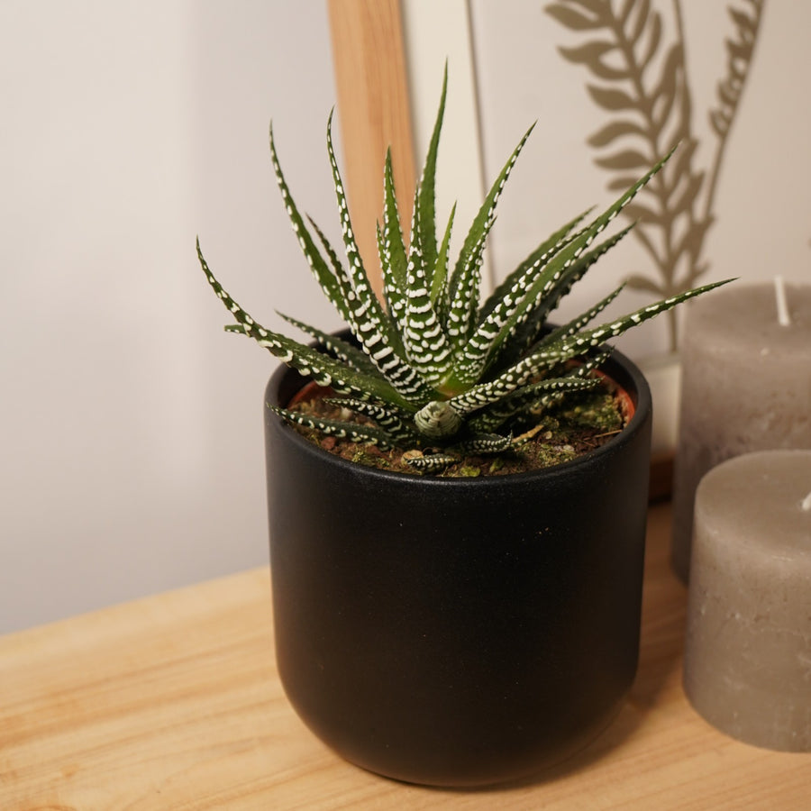 Haworthia Fasciata Big Band in 11cm Pot  2
