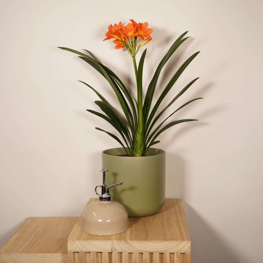 Clivia Miniata Orange  1