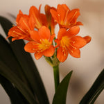 Clivia Miniata Orange  2