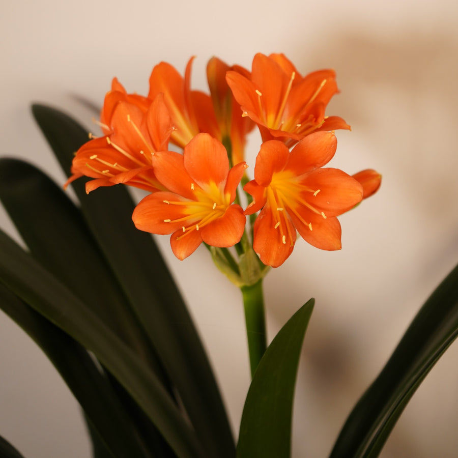 Clivia Miniata Orange  4