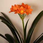 Clivia Miniata Orange  3