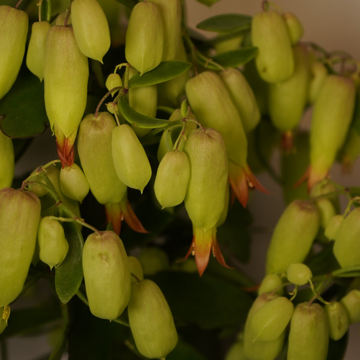 Kalanchoe Magic Bells  2