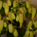 Kalanchoe Magic Bells  2