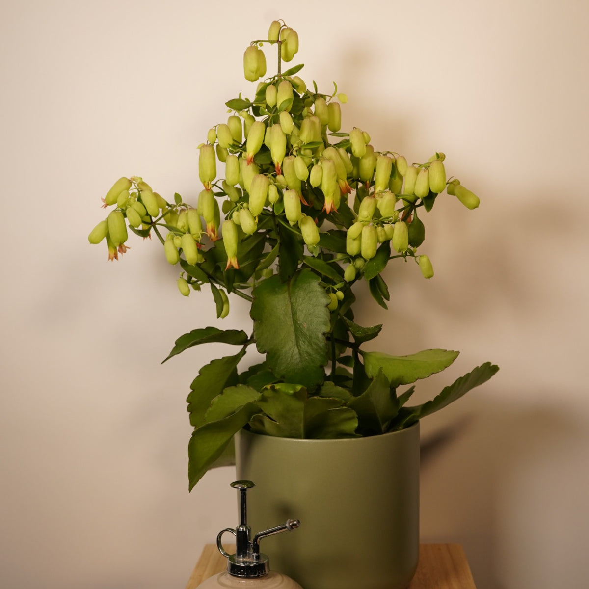 Kalanchoe Magic Bells  1
