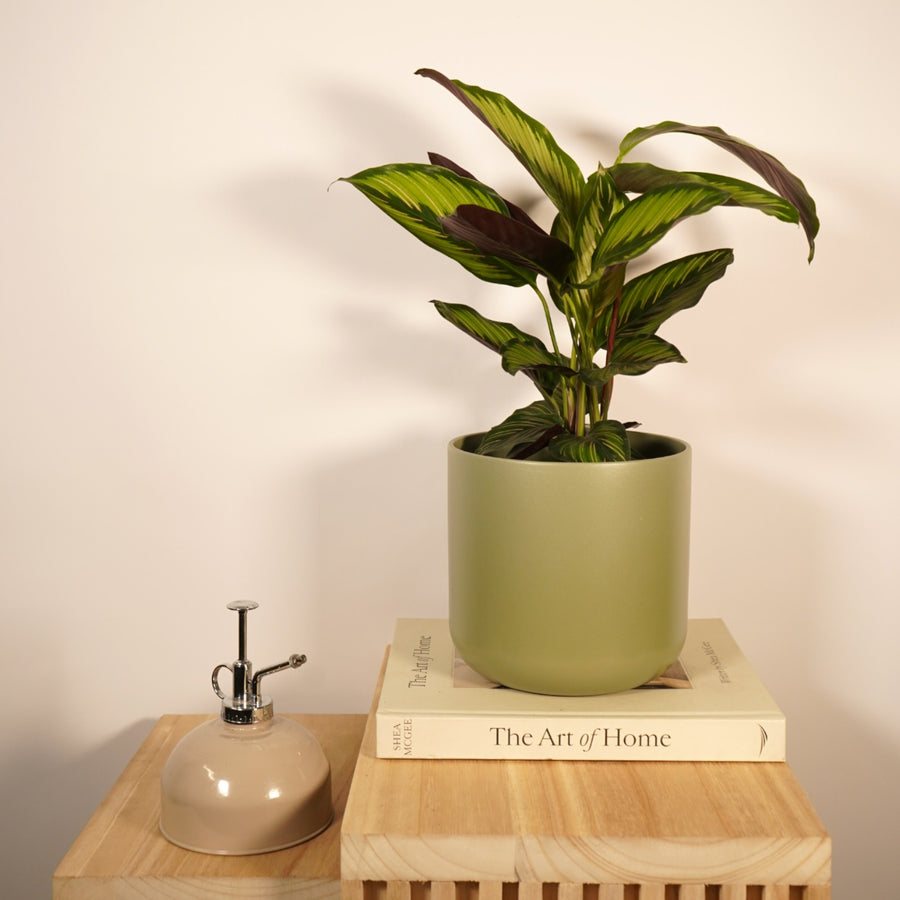 Calathea Majestica Princeps  3