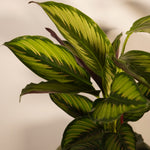 Calathea Majestica Princeps  2
