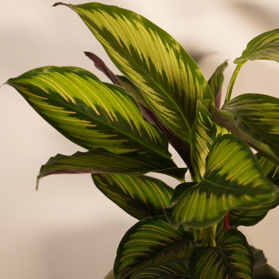 Calathea Majestica Princeps  2