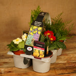 Hardy Spring Plant Collection  1