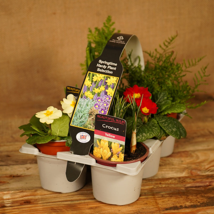 Hardy Spring Plant Collection  1
