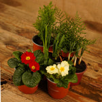 Hardy Spring Plant Collection  2