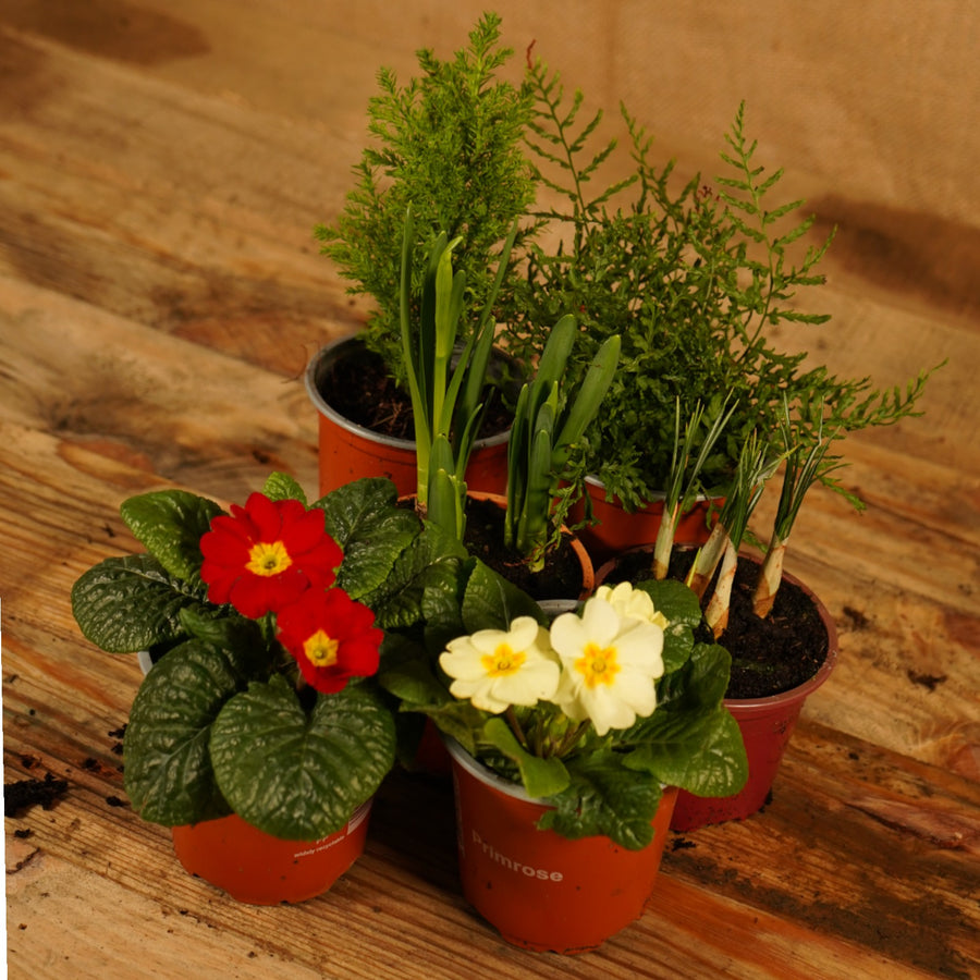 Hardy Spring Plant Collection  2
