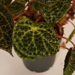Begonia Ferox  2