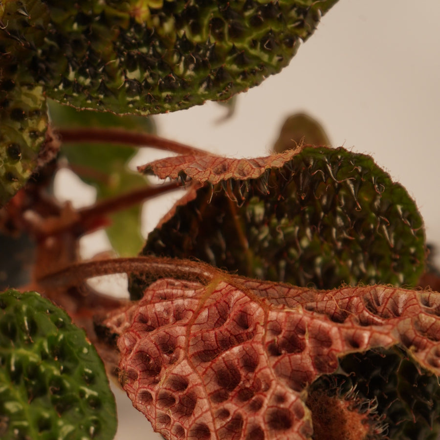 Begonia Ferox  3