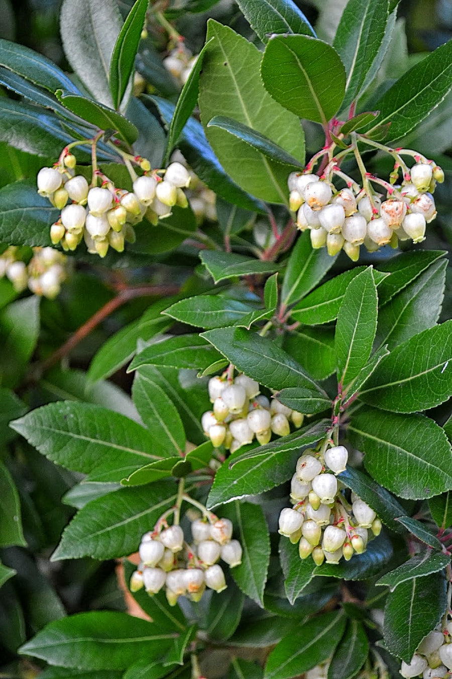 Arbutus unedo Compacta (Strawberry Tree Compacta) Arbutus unedo Compacta (Strawberry Tree Compacta) image3 3