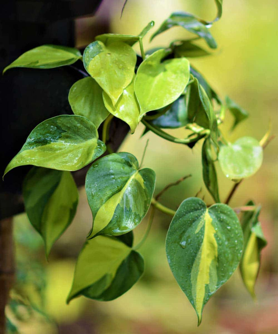 Philodendron Scandens Brasil Hanging Plant DSC_3010 5