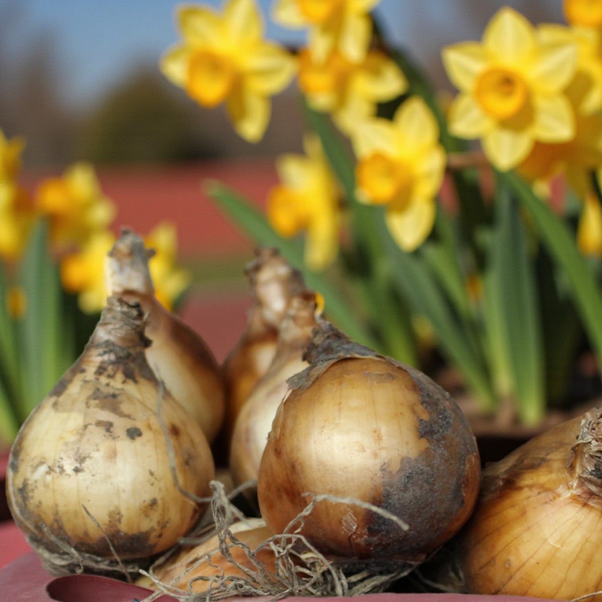 Narcissus Martinette Dwarf Daffodil Bulbs  2