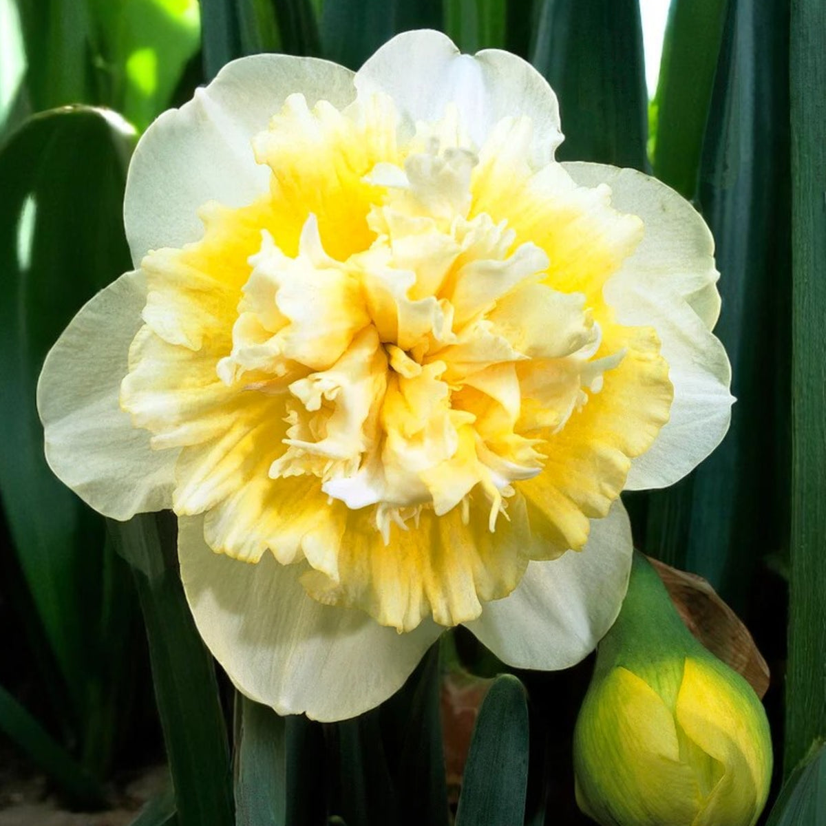 Daffodil Ice King Spring Bulbs