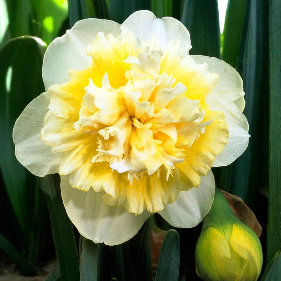 Daffodil Ice King Spring Bulbs Close up of daffodil ice king, surrounded by green foliage.  1
