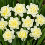 Daffodil Ice King Spring Bulbs  4