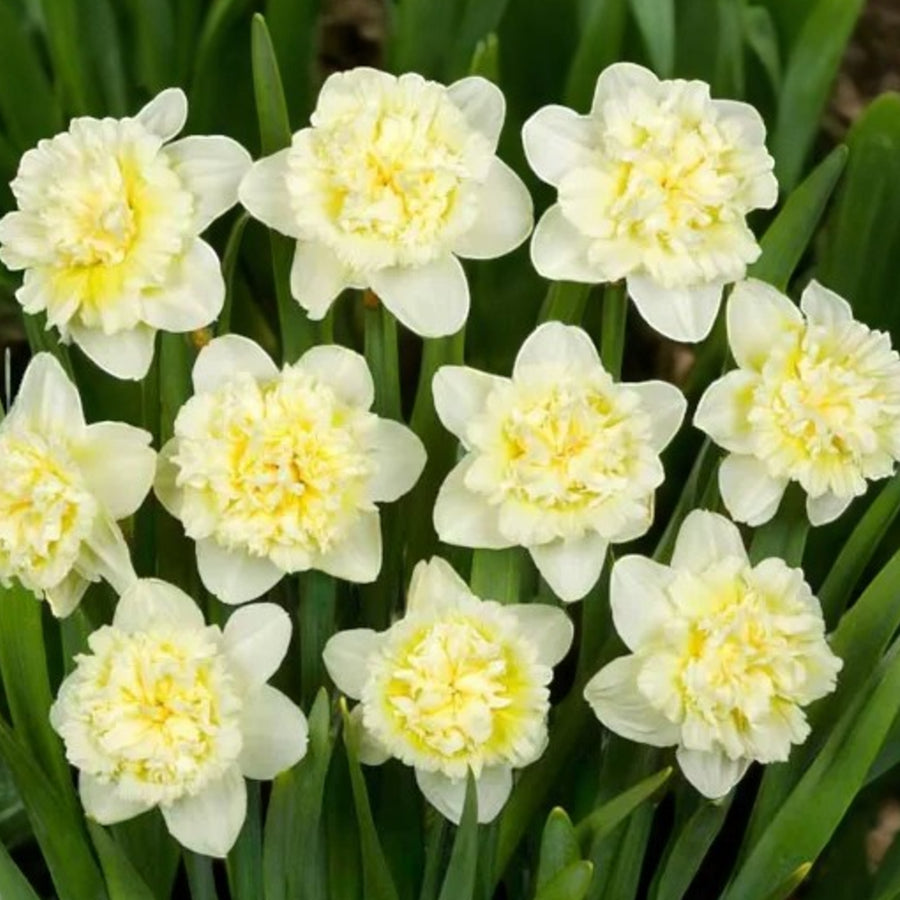 Daffodil Ice King Spring Bulbs  4