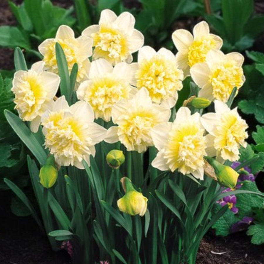 Daffodil Ice King Spring Bulbs  3