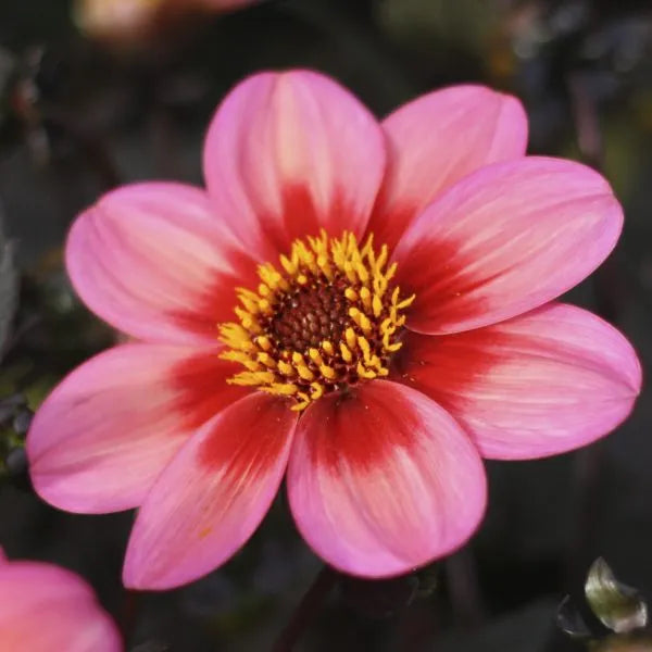 Dahlia Dahlegria  2