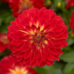 Dahlia Grandalia  2