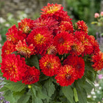 Dahlia Grandalia  3