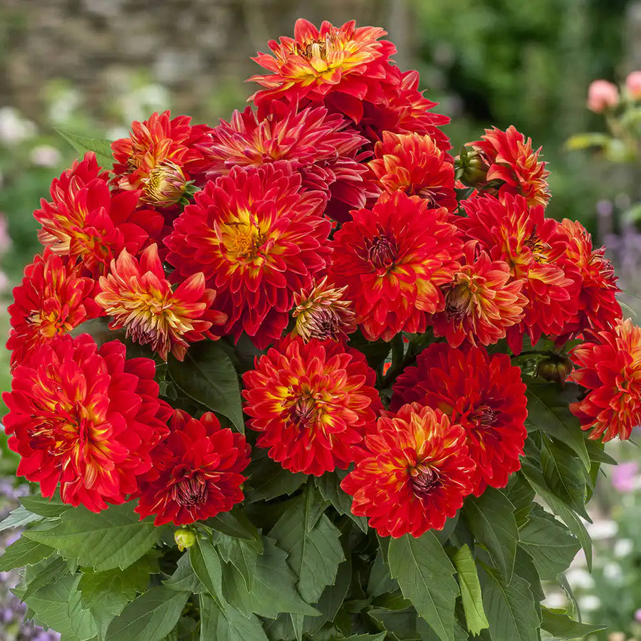 Dahlia Grandalia  3