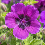 Hardy Geranium Perennial Plant Mix  4