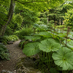 Darmera Peltata Umbrella Plant  5