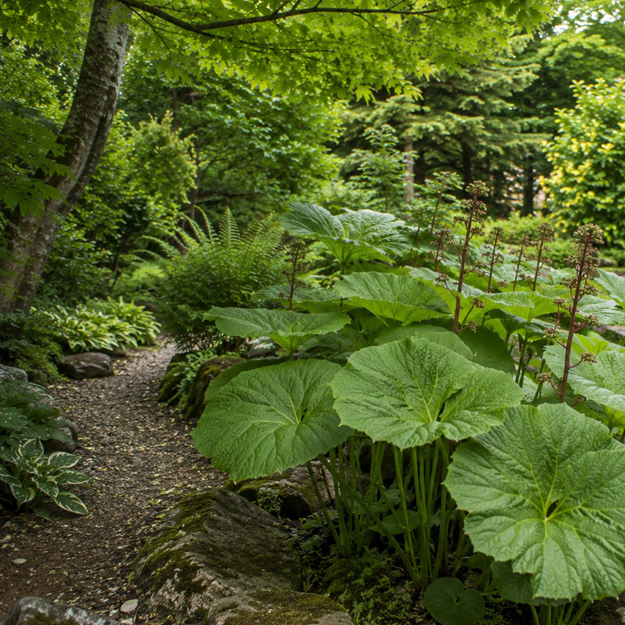 Darmera Peltata Umbrella Plant  5