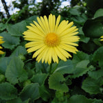 Doronicum Leonardo Compact  3