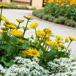 Doronicum Leonardo Compact  2