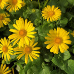 Doronicum Leonardo Compact  1