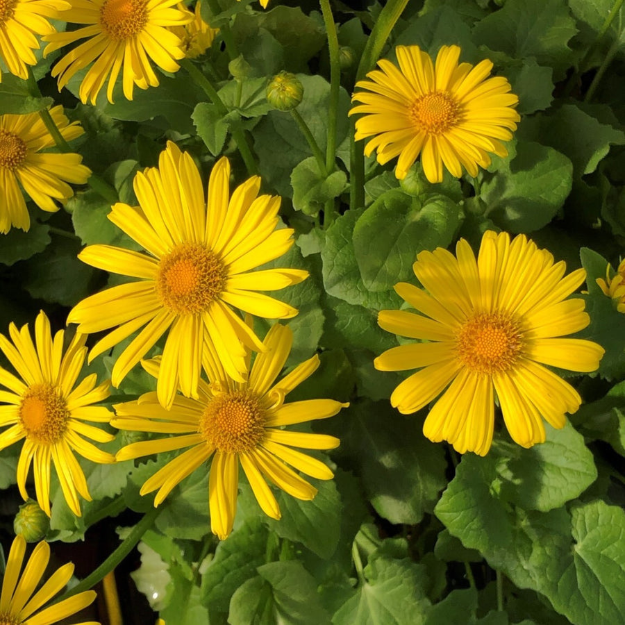 Doronicum Leonardo Compact  1