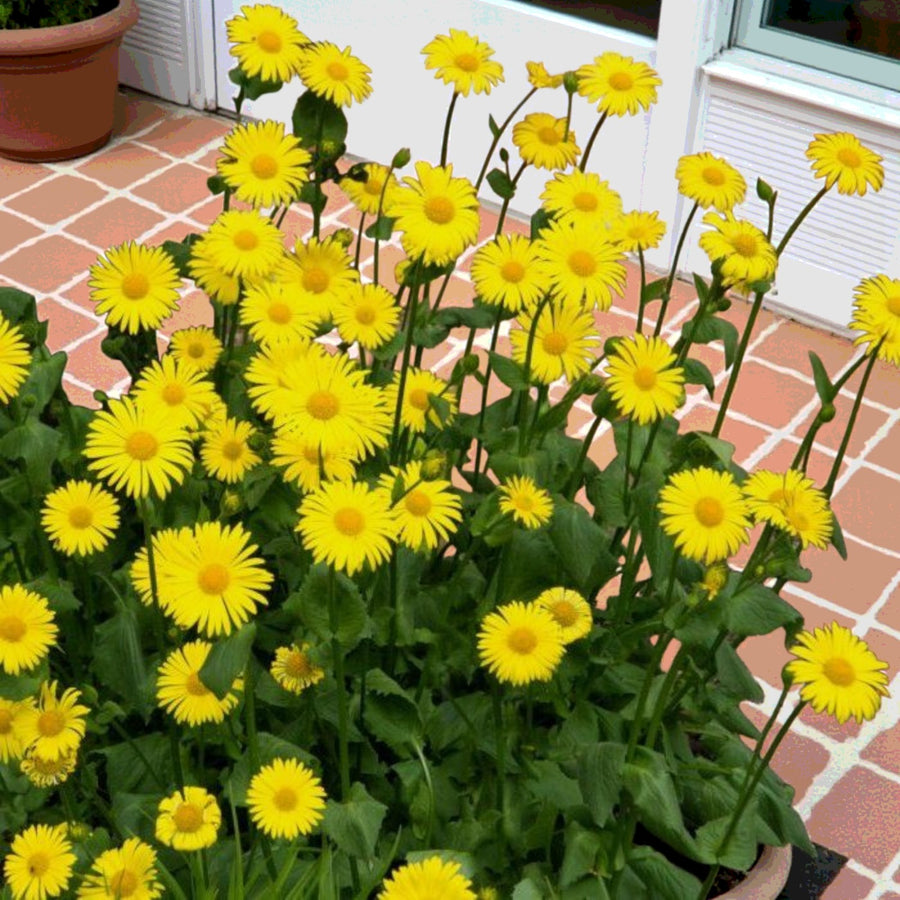 Doronicum Leonardo Compact  4