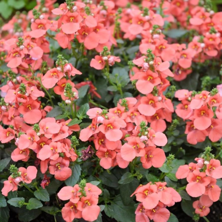 Deep Salmon Diascia Bedding Plants  4