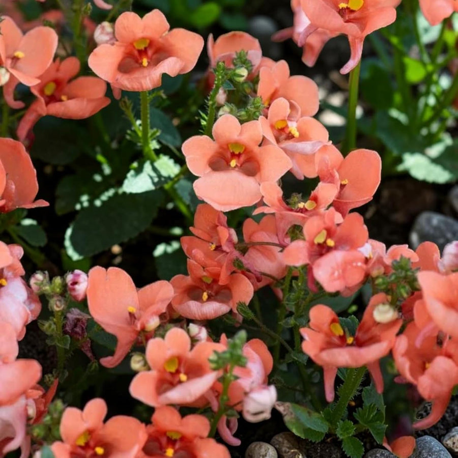 Deep Salmon Diascia Bedding Plants  2