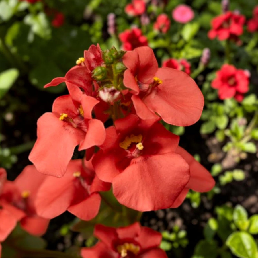 Diascia Bedding Plants  2